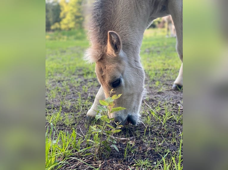 Fjord Hengst 1 Jaar Falbe in Finsterwalde