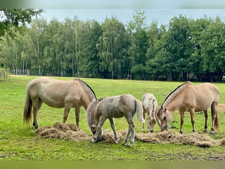 Fjord Hengst 1 Jaar Falbe in Finsterwalde