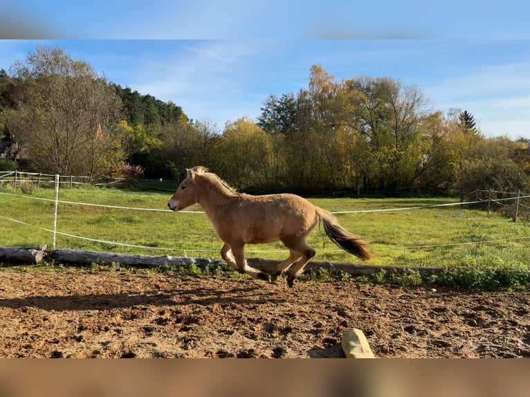 Fjord Hengst 1 Jaar Falbe in Neuendettelsau