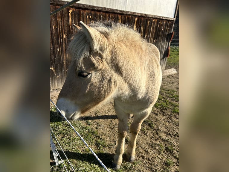 Fjord Hengst 1 Jaar Falbe in Weinitzen