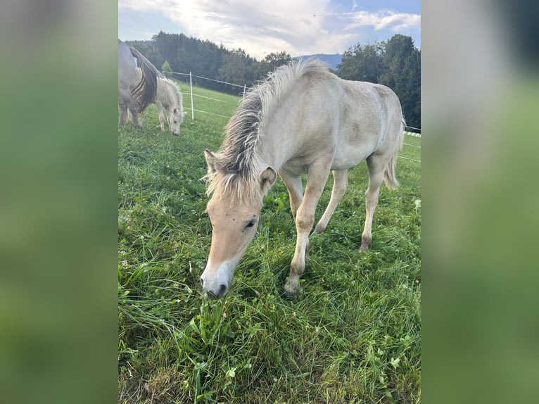 Fjord Hengst 1 Jaar Falbe in Weinitzen