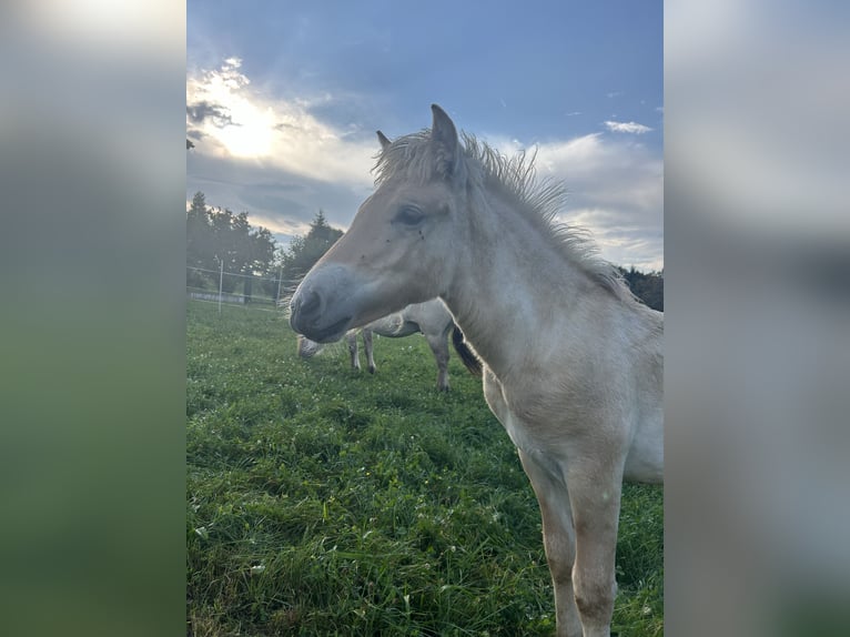 Fjord Hengst 1 Jaar Falbe in Weinitzen