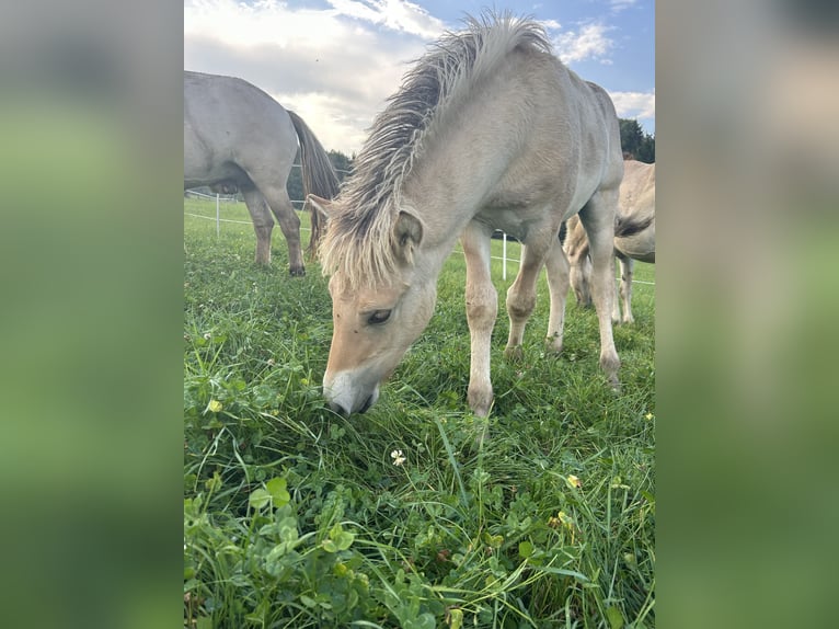 Fjord Hengst 1 Jaar Falbe in Weinitzen