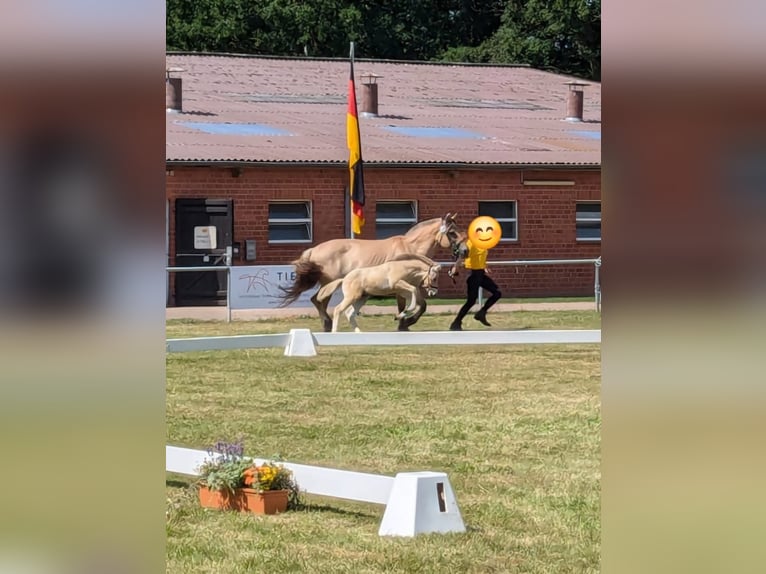 Fjord Hengst 1 Jaar in Hohne