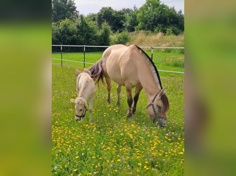 Fjord Hengst 1 Jaar in Hohne