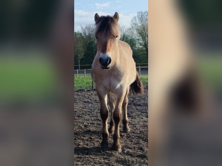 Fjord Hengst 2 Jaar 151 cm Bruin in N&#xF8;rager