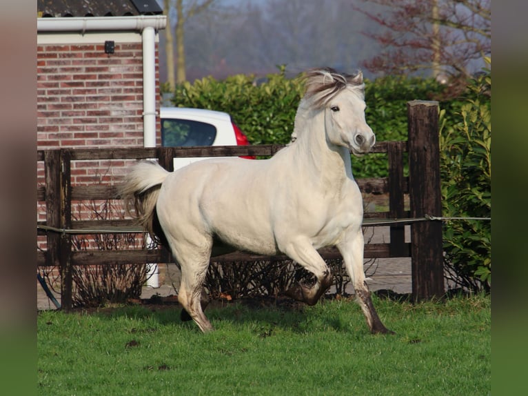 Fjord Hengst 3 Jaar 143 cm Wit in Beek en Donk
