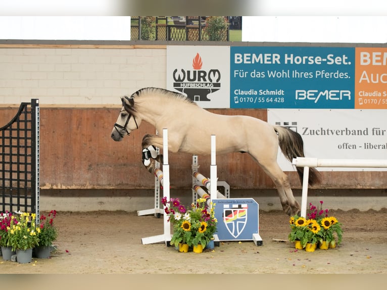 Fjord Hengst 3 Jaar 147 cm Wit in RietbergRietberg