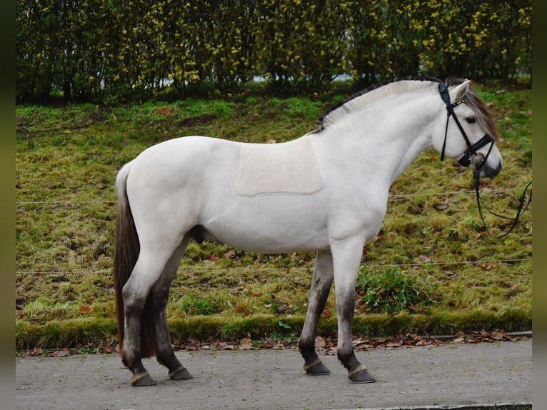 Fjord Hengst 3 Jaar 148 cm Falbe in F&#xFC;rstenau