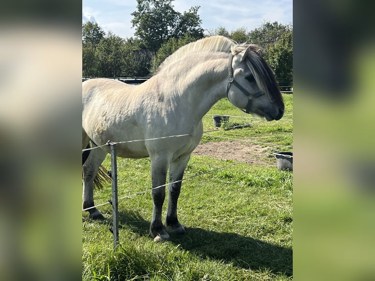 Fjord Hengst 7 Jaar 146 cm Falbe in BonnBinn
