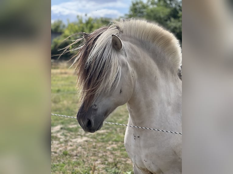Fjord Hengst 7 Jaar 146 cm Falbe in BonnBinn