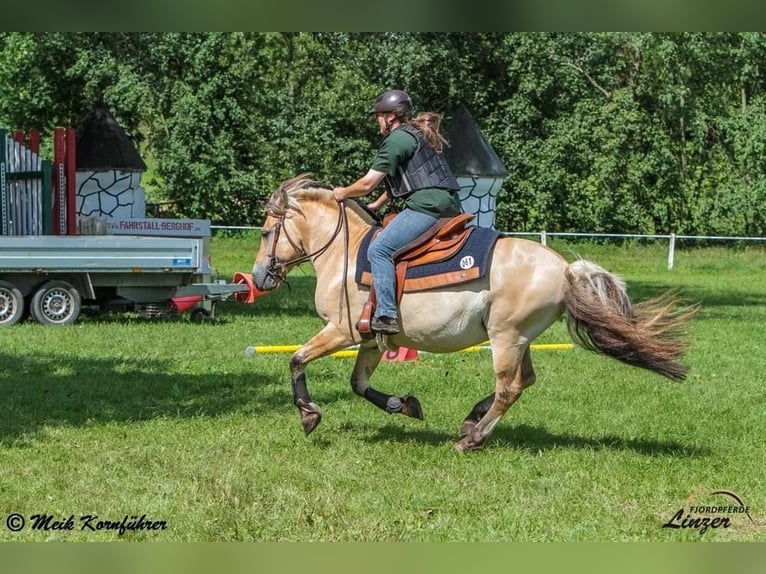 Fjord Hengst Falbe in Remscheid