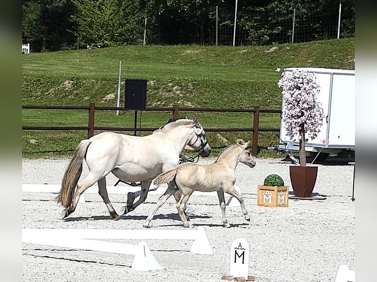 Fjord Hengst Veulen (05/2026) 147 cm Falbe in Langenheide