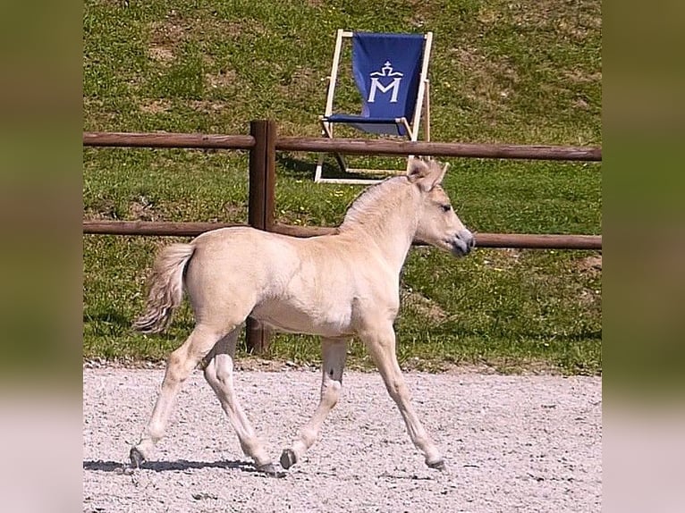 Fjord Hengst Veulen (05/2026) 147 cm Falbe in Langenheide