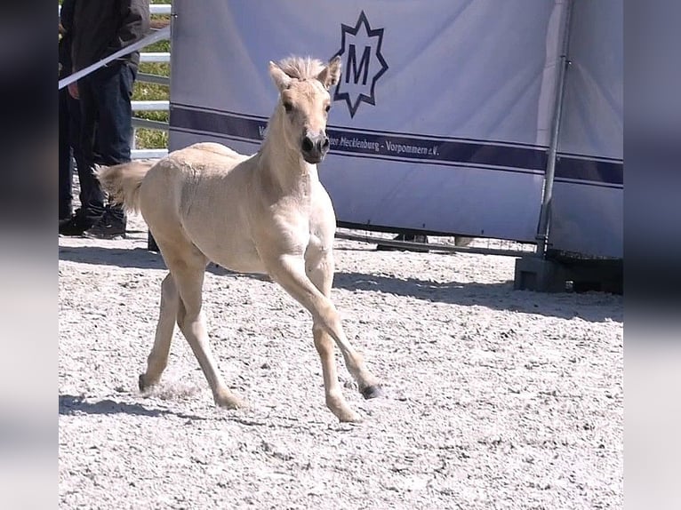 Fjord Hengst Veulen (05/2026) 147 cm Falbe in Langenheide