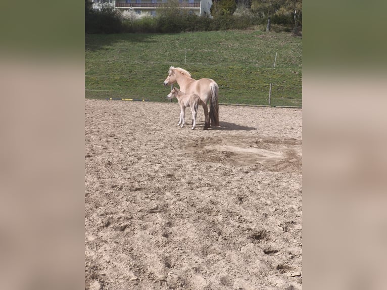 Fjord Hengst Veulen (04/2026) Falbe in Biedenkopf