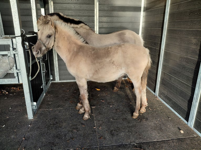 Fjord Hengst Veulen (05/2025) in grashoek