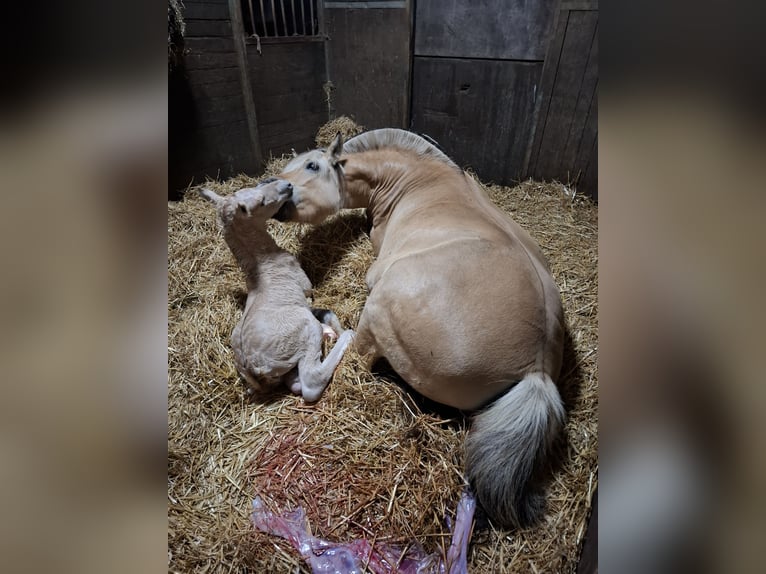 Fjord Hengst Veulen (06/2025) Red Dun in Emmercompascuum Fjord Hengst Veulen (06/2025) Red Dun in Emmercompascuum