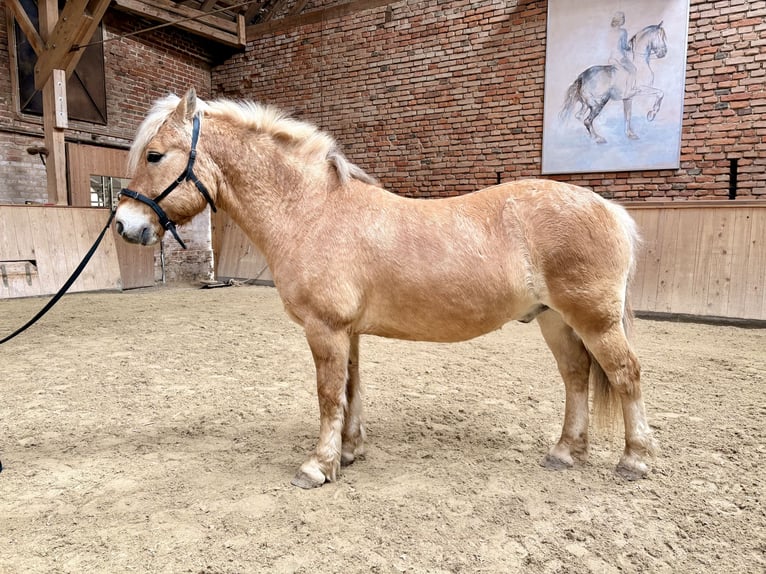 Fjord Horses Mix Gelding 10 years 13.2 hh Dun in Triftern