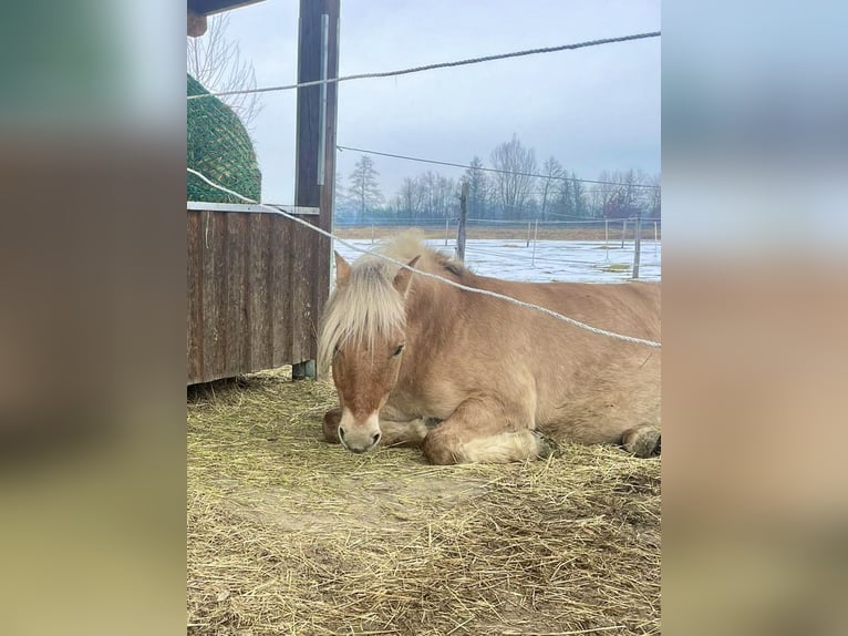 Fjord Horses Mix Gelding 10 years 13.2 hh Dun in Triftern