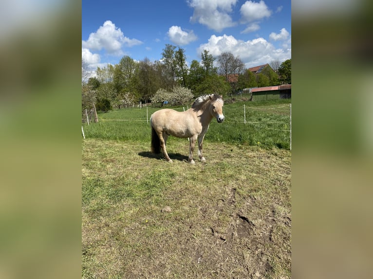 Fjord Horses Gelding 10 years 14.1 hh  in Oberdorla