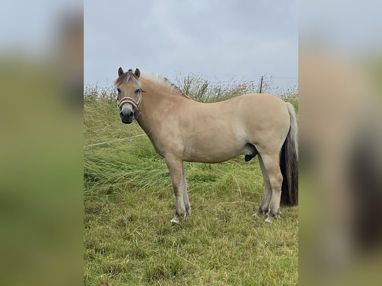 Fjord Horses Gelding 10 years 14.1 hh  in Oberdorla