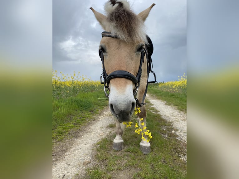 Fjord Horses Gelding 10 years 14.1 hh  in Oberdorla