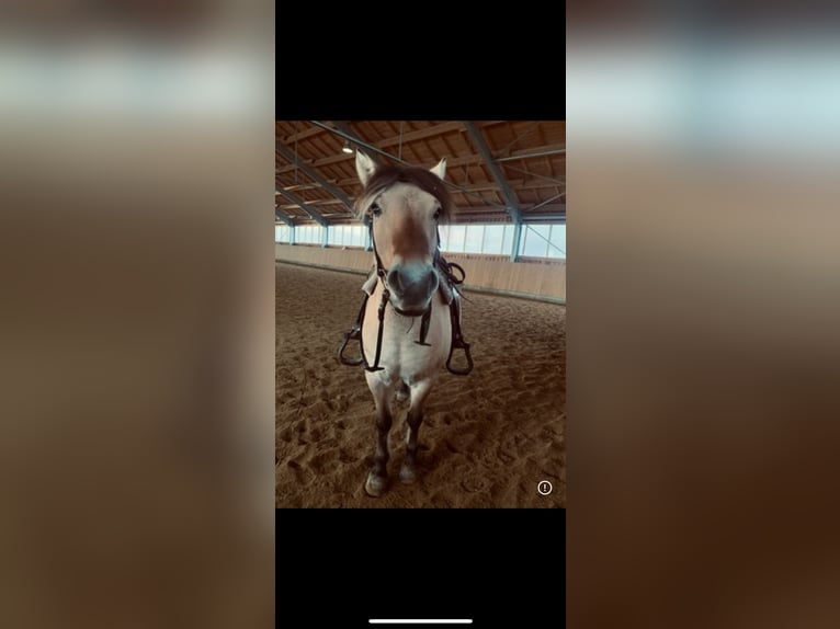 Fjord Horses Gelding 10 years 14 hh Dun in Dietmannsried