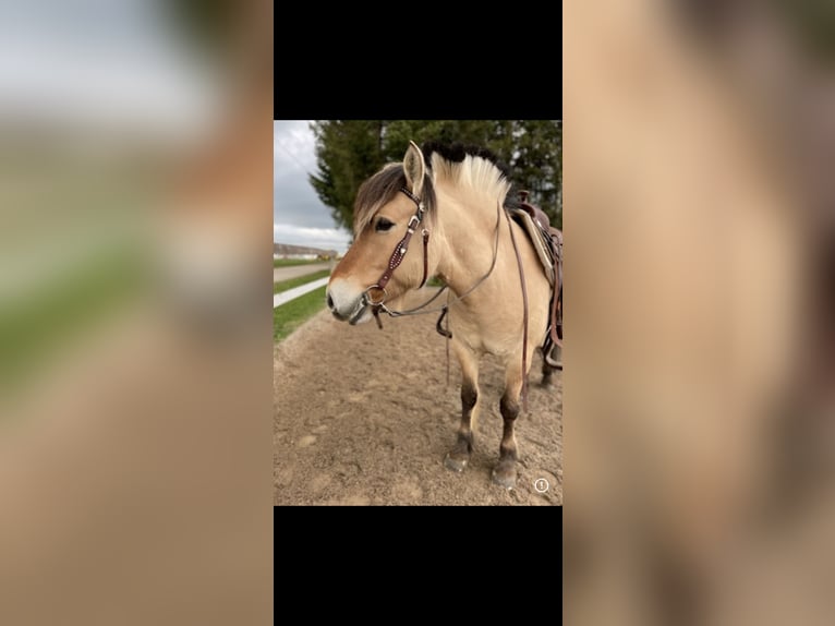 Fjord Horses Gelding 10 years 14 hh Dun in Dietmannsried