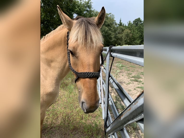 Fjord Horses Mix Gelding 10 years 15 hh Dun in Lane