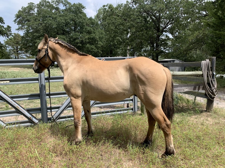 Fjord Horses Mix Gelding 10 years 15 hh Dun in Lane