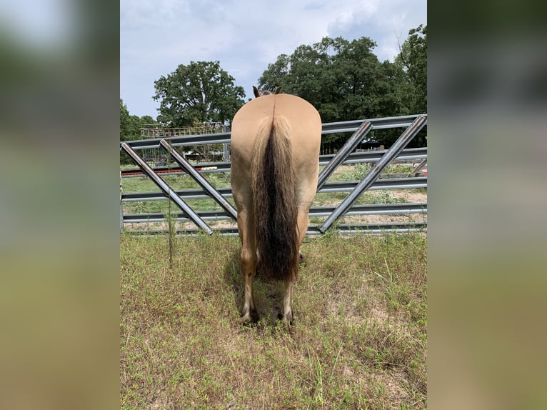 Fjord Horses Mix Gelding 10 years 15 hh Dun in Lane