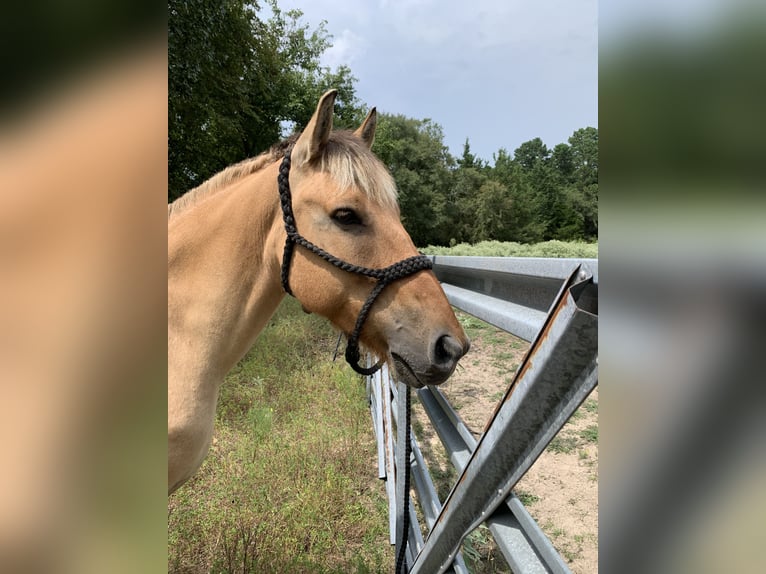 Fjord Horses Mix Gelding 10 years 15 hh Dun in Lane