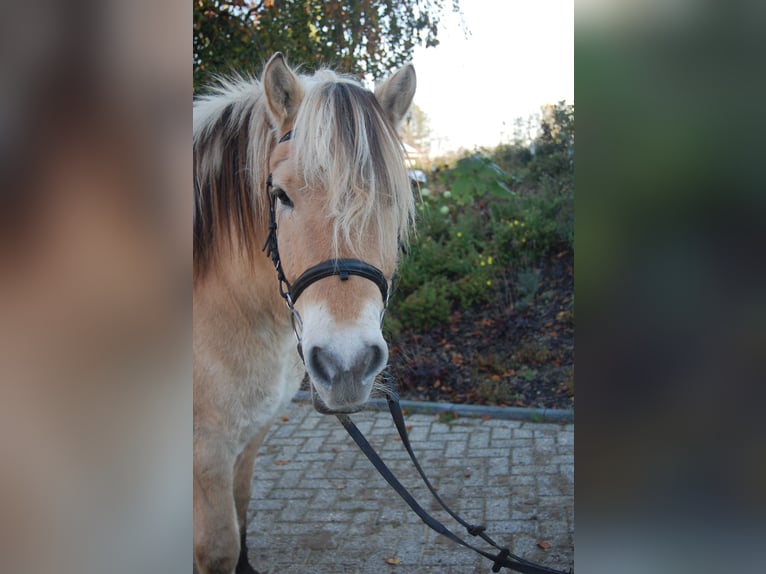 Fjord Horses Gelding 11 years 13,3 hh Chestnut-Red in Metelen