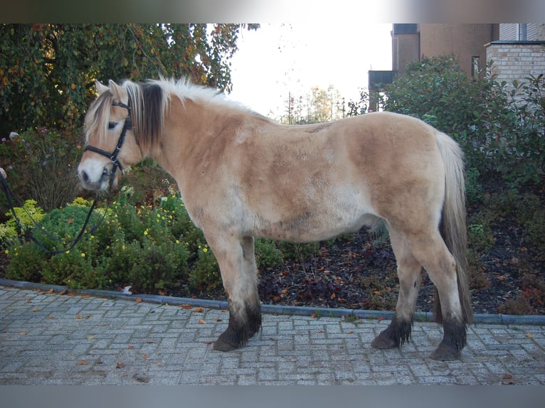 Fjord Horses Gelding 11 years 13,3 hh Chestnut-Red in Metelen