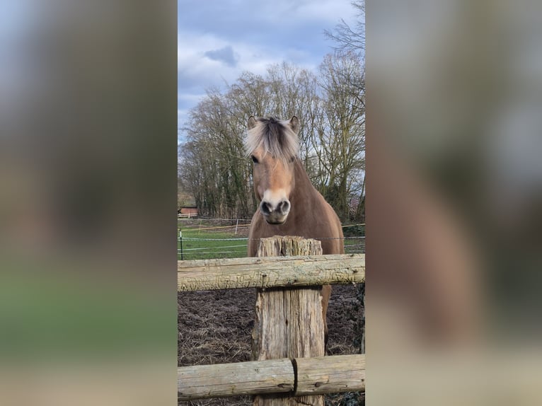 Fjord Horses Gelding 11 years 14.1 hh Dun in Osnabrück