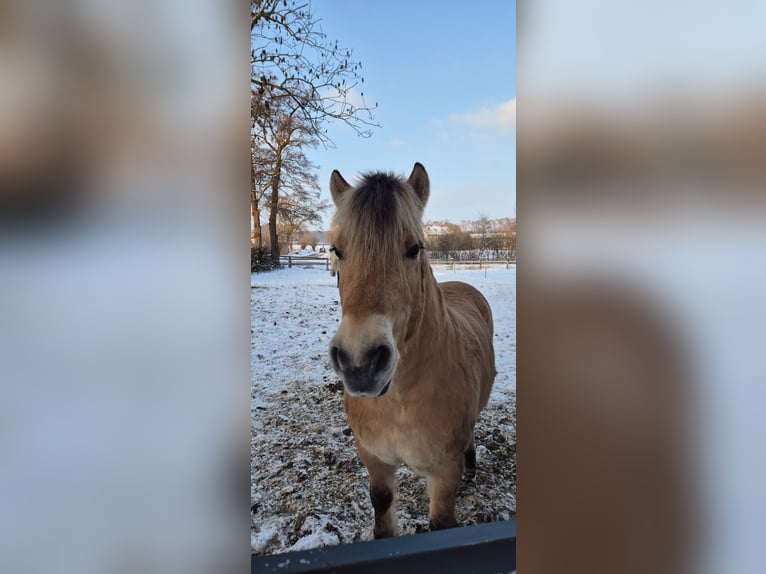 Fjord Horses Gelding 11 years 14.1 hh Dun in Osnabrück
