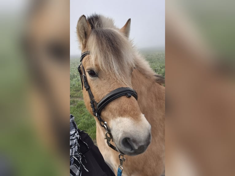 Fjord Horses Gelding 11 years 14.1 hh Dun in Osnabrück