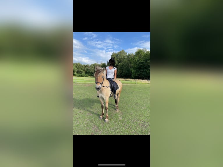 Fjord Horses Gelding 11 years 14.2 hh  in Etten-Leur