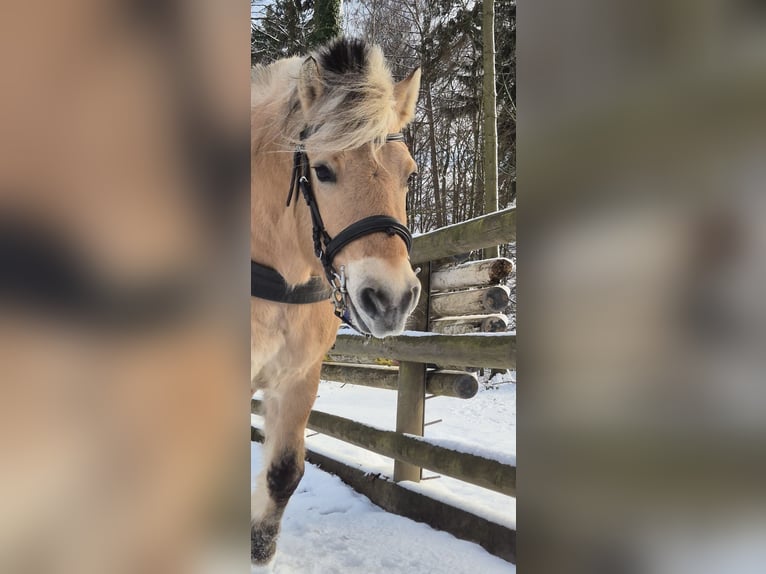Fjord Horses Gelding 11 years 14,1 hh Dun in Osnabrück