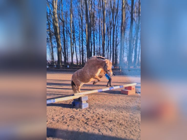 Fjord Horses Gelding 11 years 14,1 hh Dun in Osnabrück