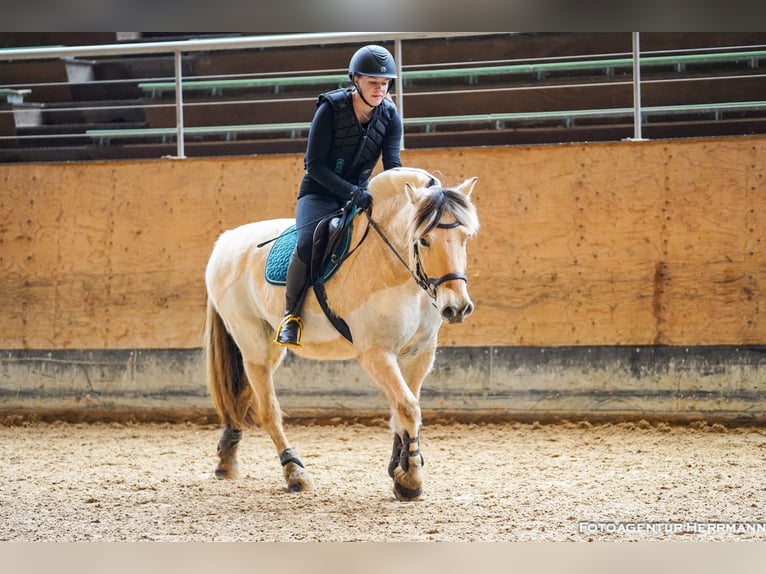 Fjord Horses Gelding 11 years 14,2 hh Dun in Aschheim