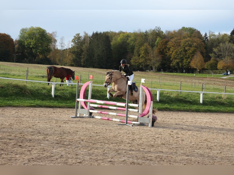 Fjord Horses Gelding 11 years 14,2 hh Dun in Aschheim