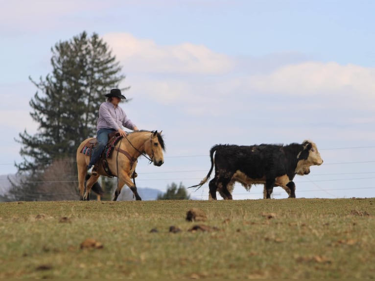 Fjord Horses Mix Gelding 12 years 13,3 hh Buckskin in Rebersburg