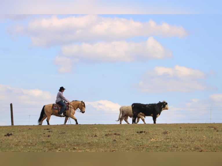 Fjord Horses Mix Gelding 12 years 13,3 hh Buckskin in Rebersburg