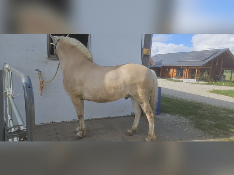 Fjord Horses Gelding 12 years 14,1 hh Dun in Stockach