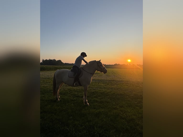 Fjord Horses Gelding 12 years 14,2 hh Dun in Aschheim