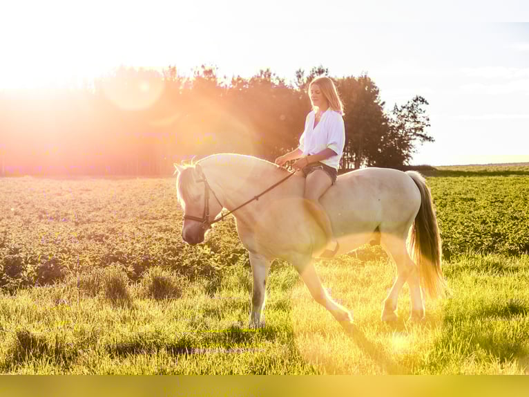 Fjord Horses Gelding 12 years 14,2 hh Dun in Aschheim