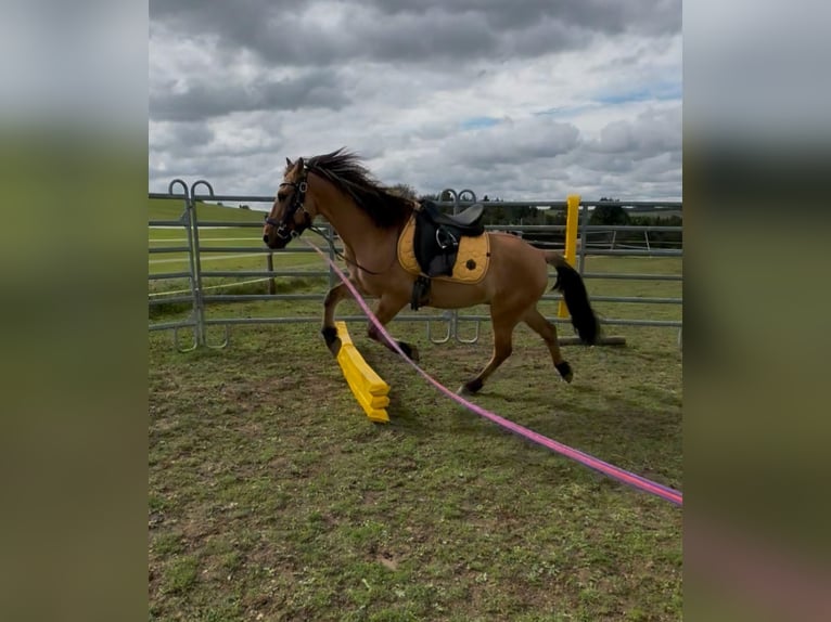 Fjord Horses Mix Gelding 13 years 13,3 hh Dun in Schuld