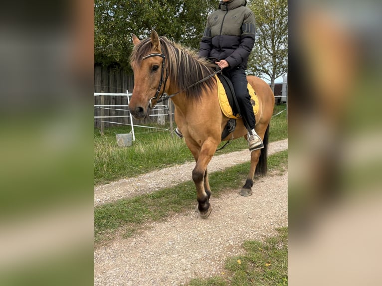 Fjord Horses Mix Gelding 13 years 13,3 hh Dun in Schuld